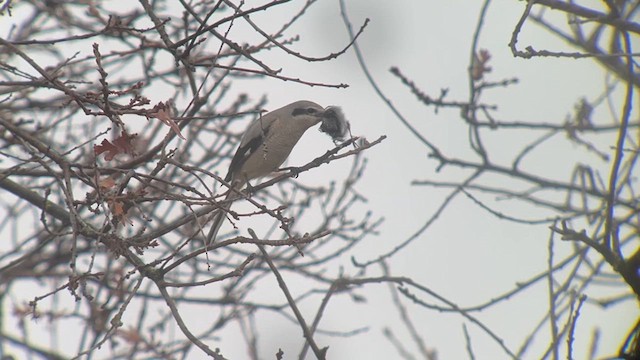 Northern Shrike - ML615098779