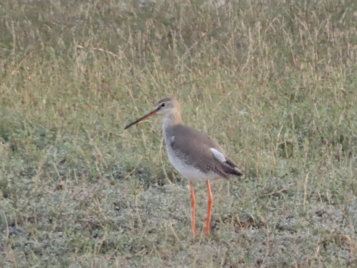 Spotted Redshank - Gerry Hawkins