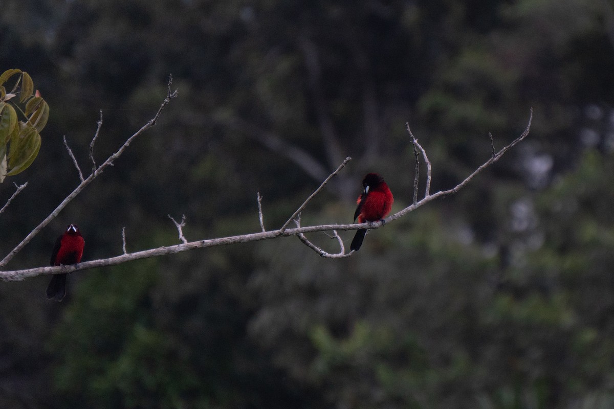 Black-bellied Tanager - ML615098810