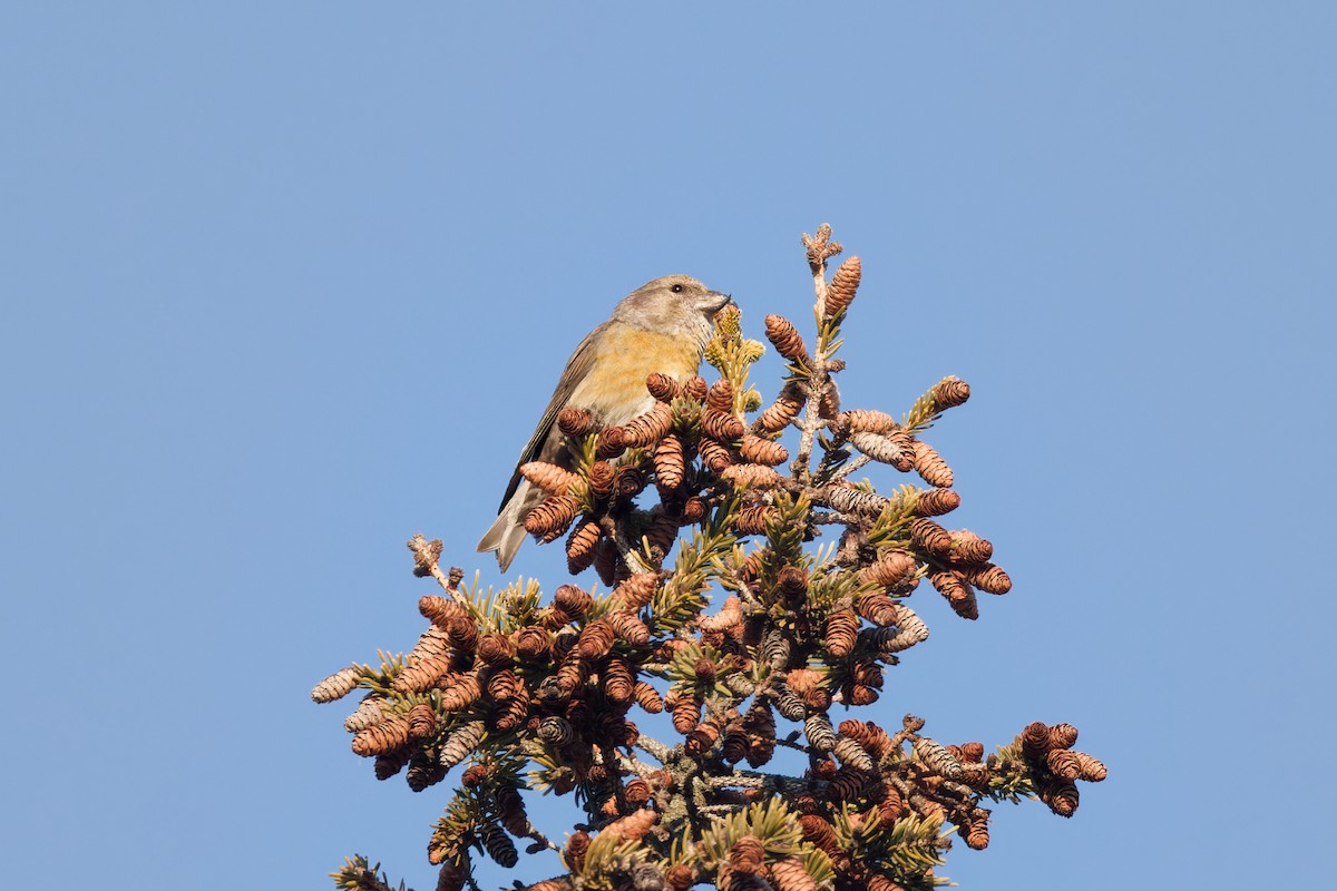 Bec-croisé des sapins - ML615098837