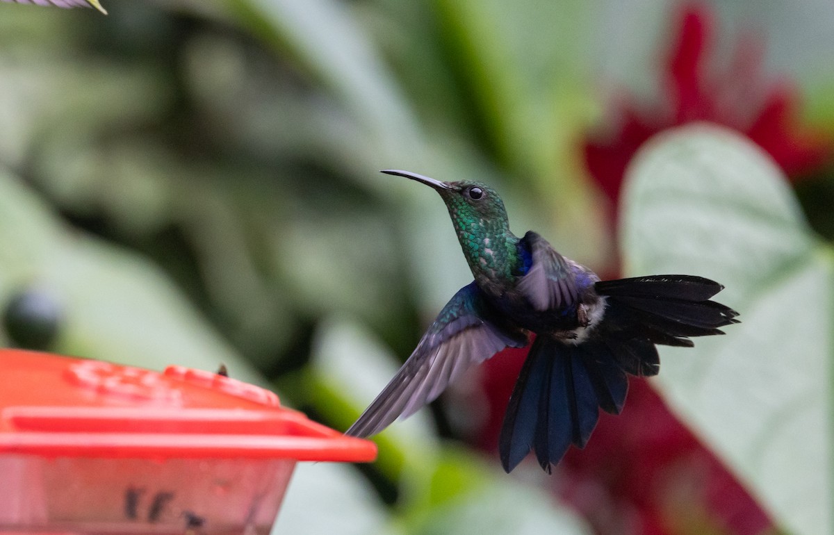 kolibřík nymfový - ML615098939
