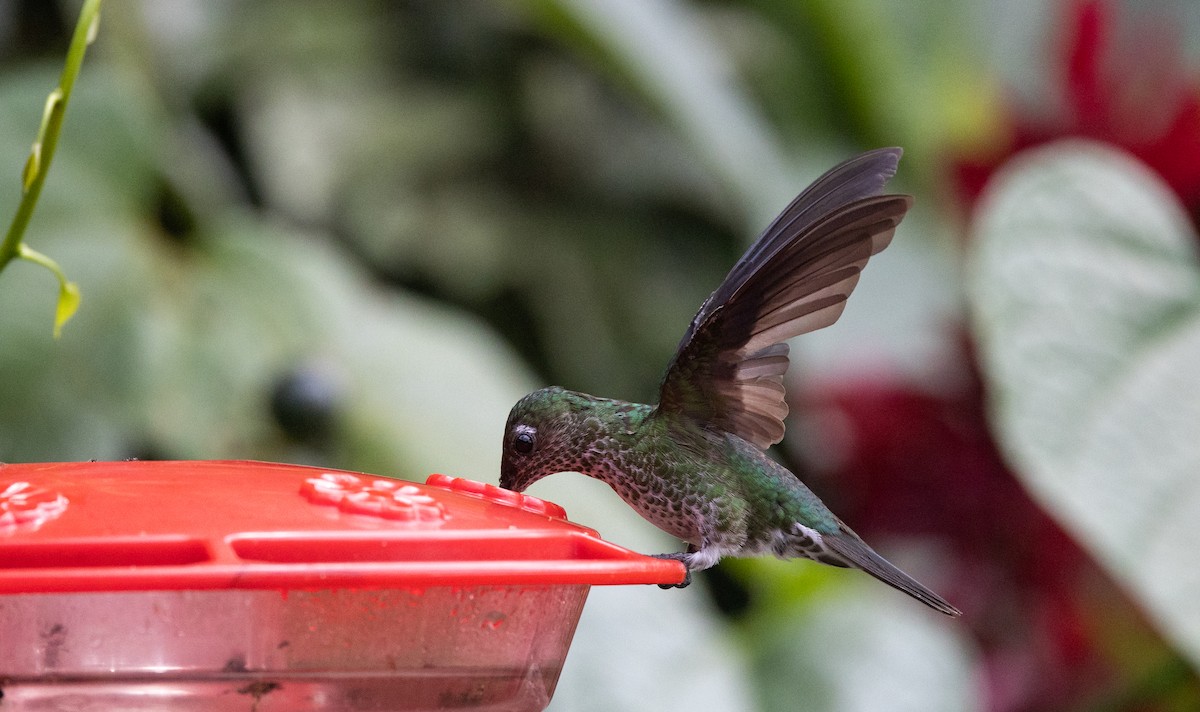 Many-spotted Hummingbird - ML615098957