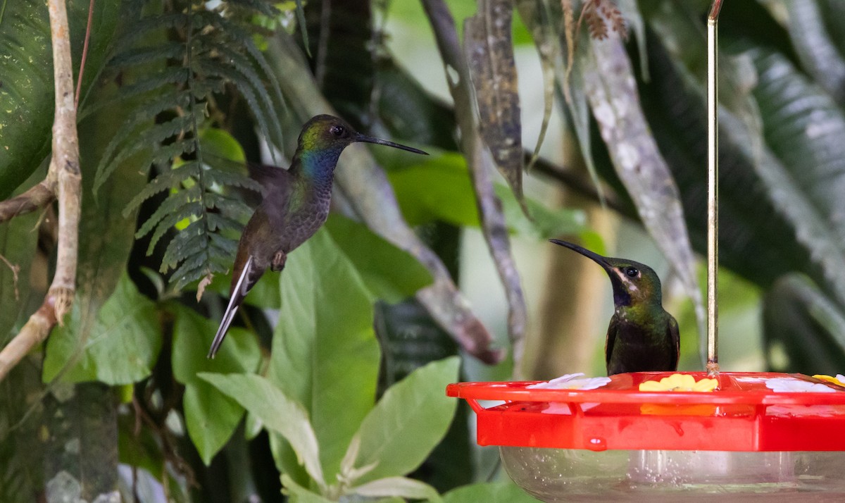 Colibrí de Bouguer Oriental - ML615098960