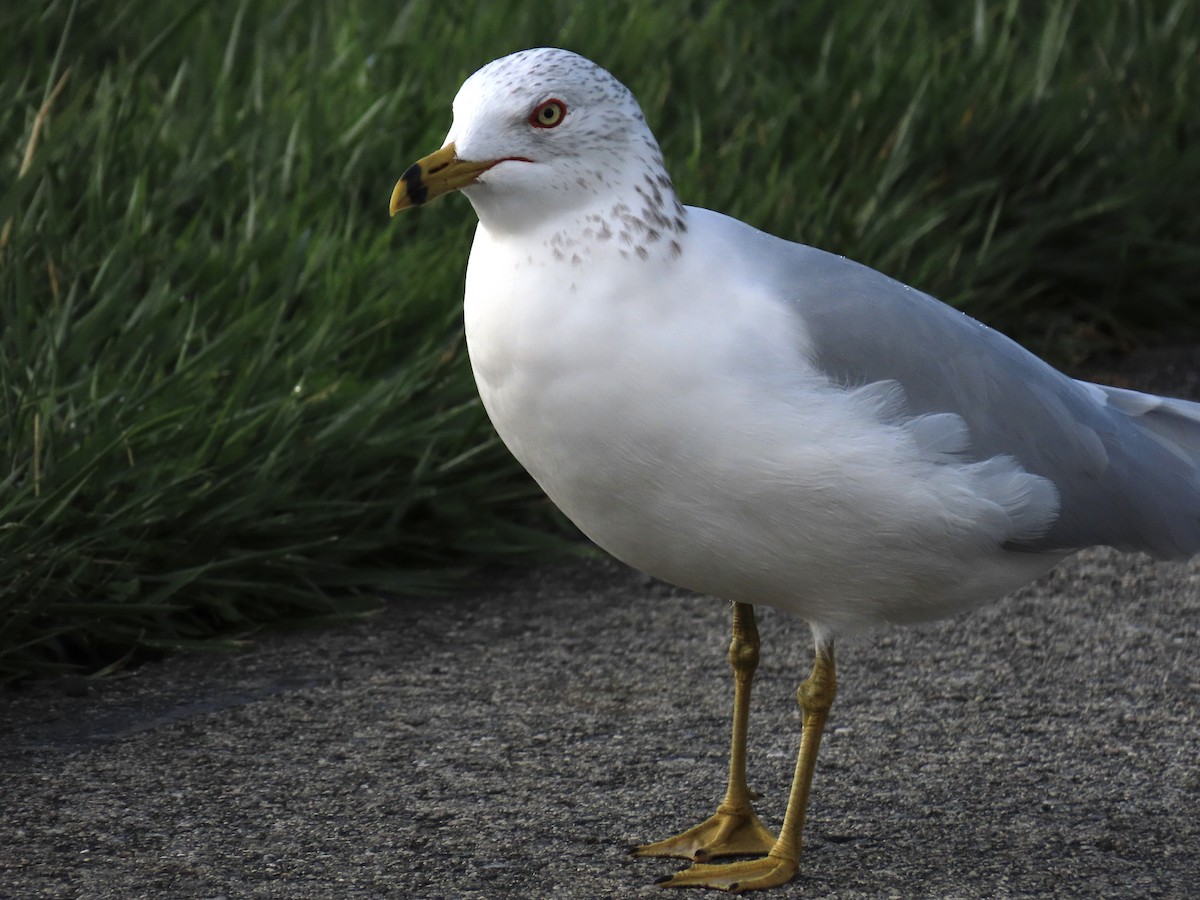 Ring-billed Gull - ML615098962