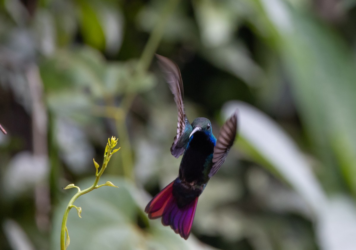 kolibřík tropický - ML615098973