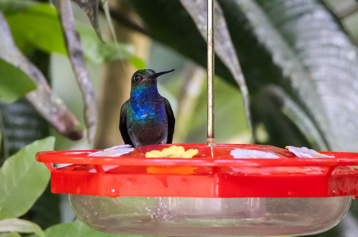 Colibri à queue blanche - ML615098994