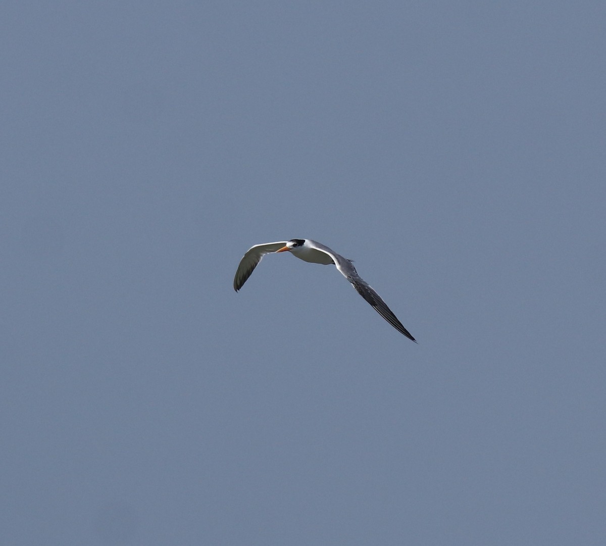 Lesser Crested Tern - ML615099012