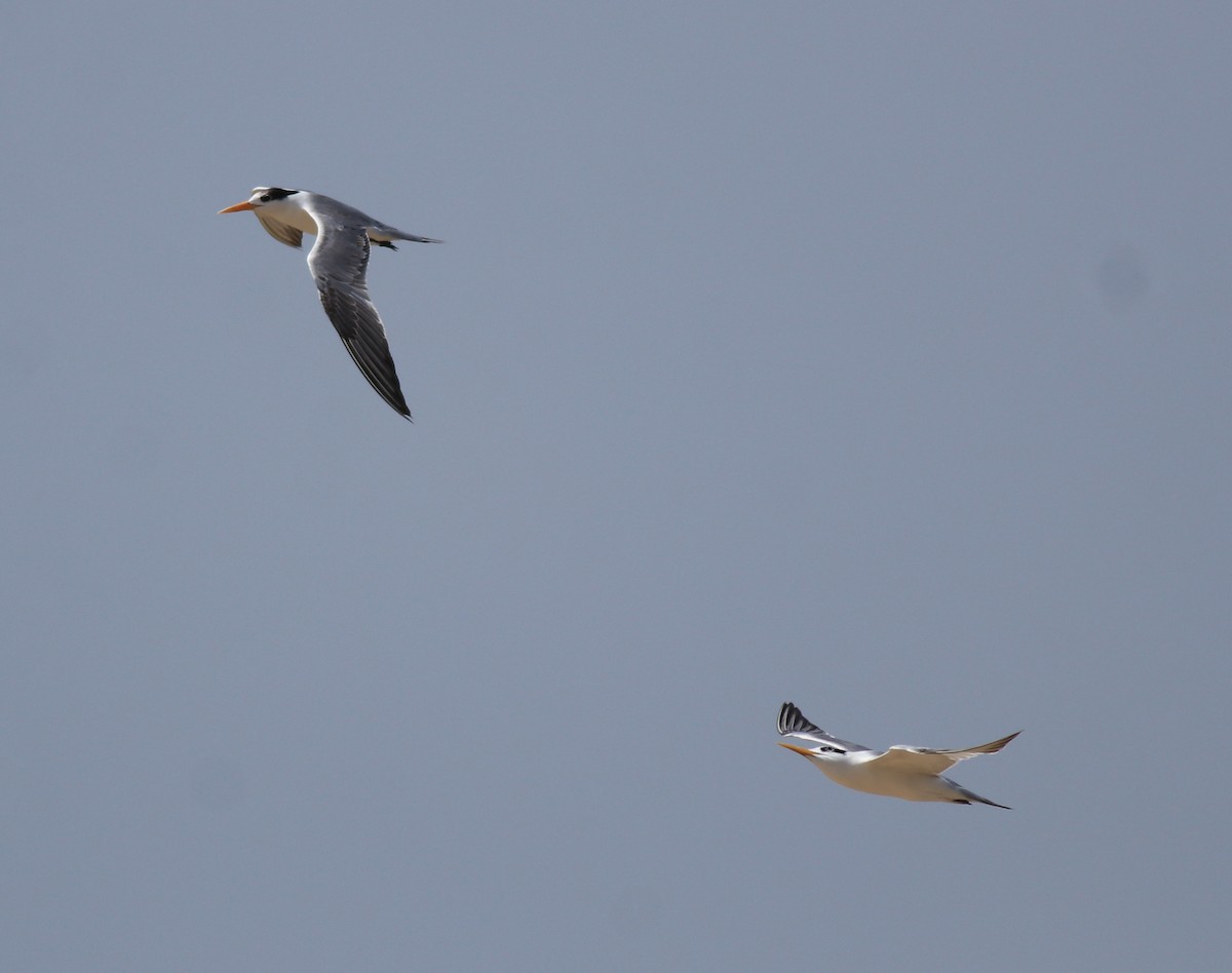 Lesser Crested Tern - ML615099015