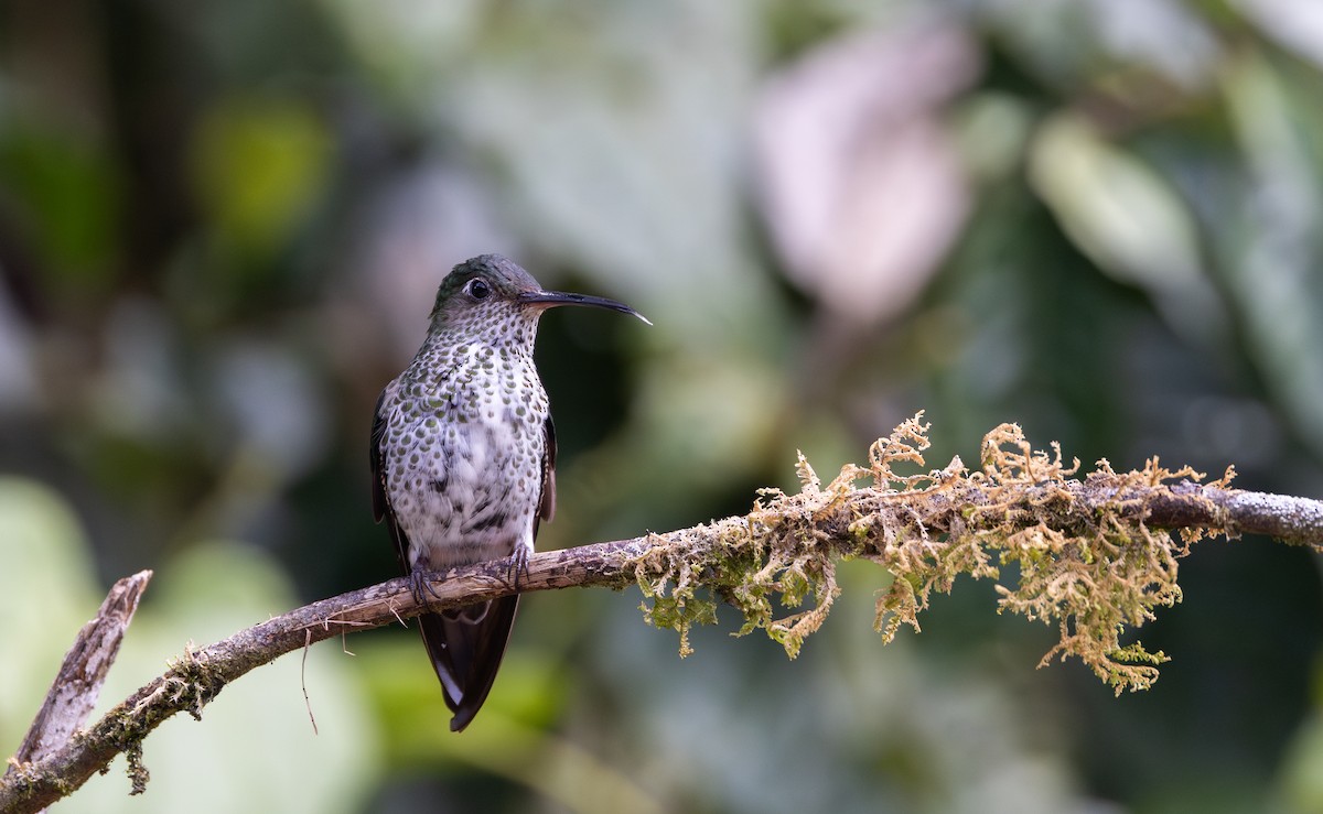 Many-spotted Hummingbird - ML615099025