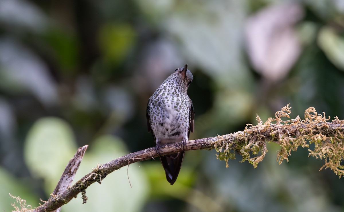 Many-spotted Hummingbird - ML615099026