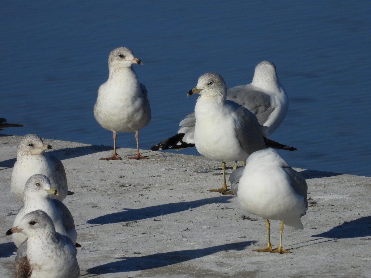 Ring-billed Gull - ML615099049