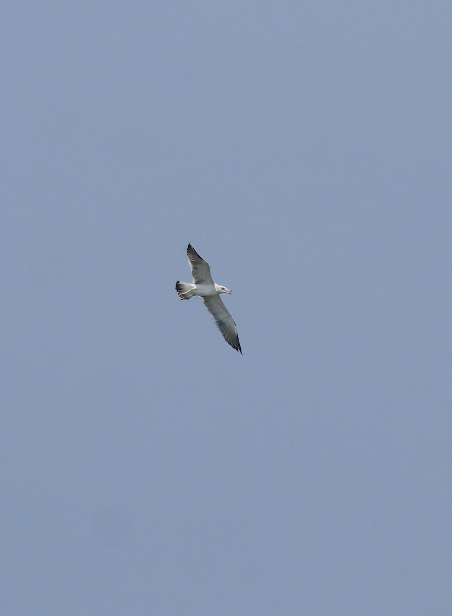 Lesser Black-backed Gull - ML615099061