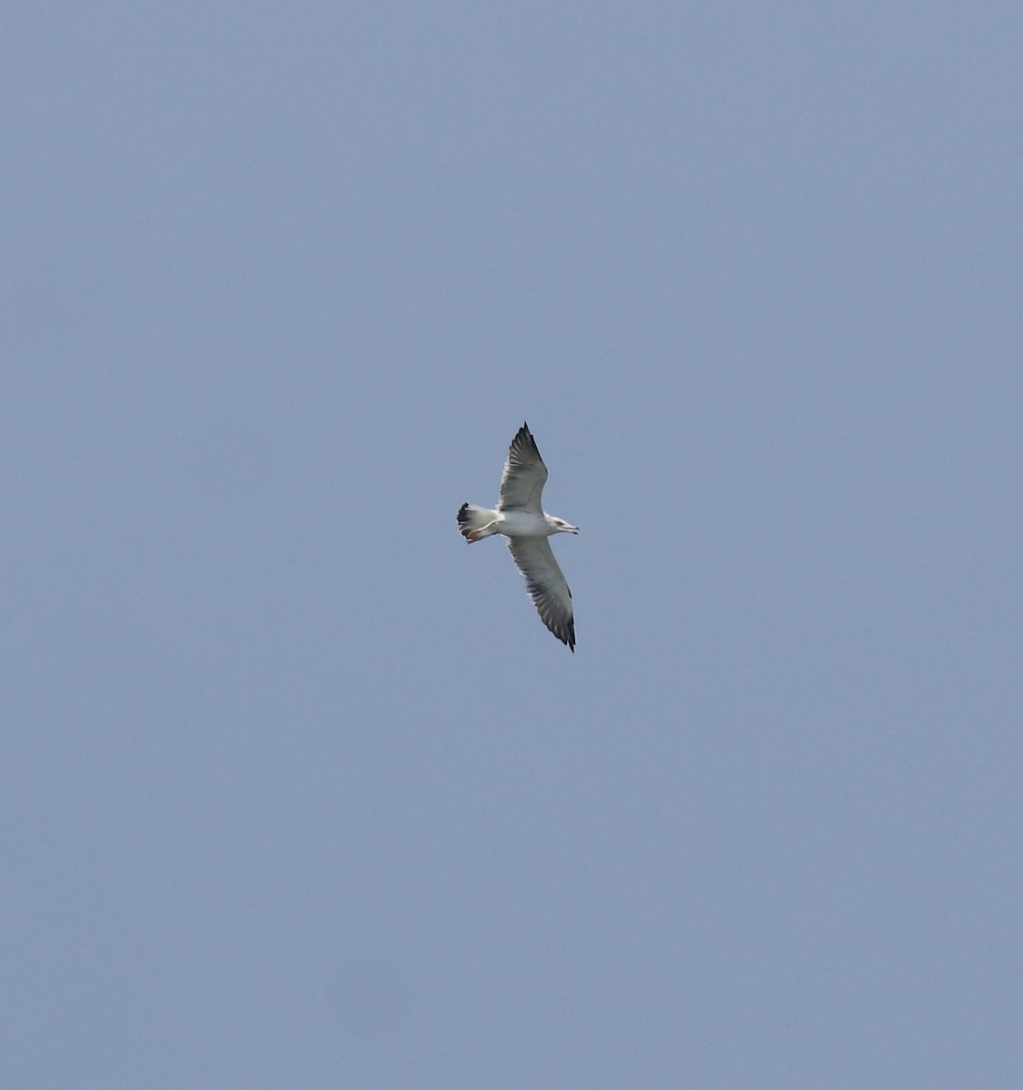 Lesser Black-backed Gull - ML615099065