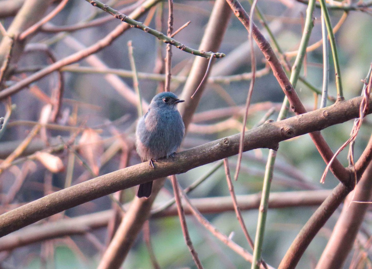 Verditer Flycatcher - ML615099071