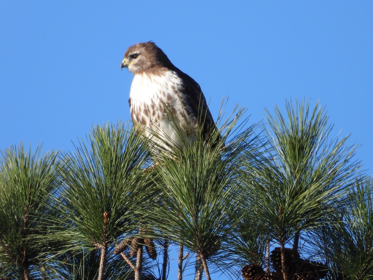 Red-tailed Hawk - ML615099077