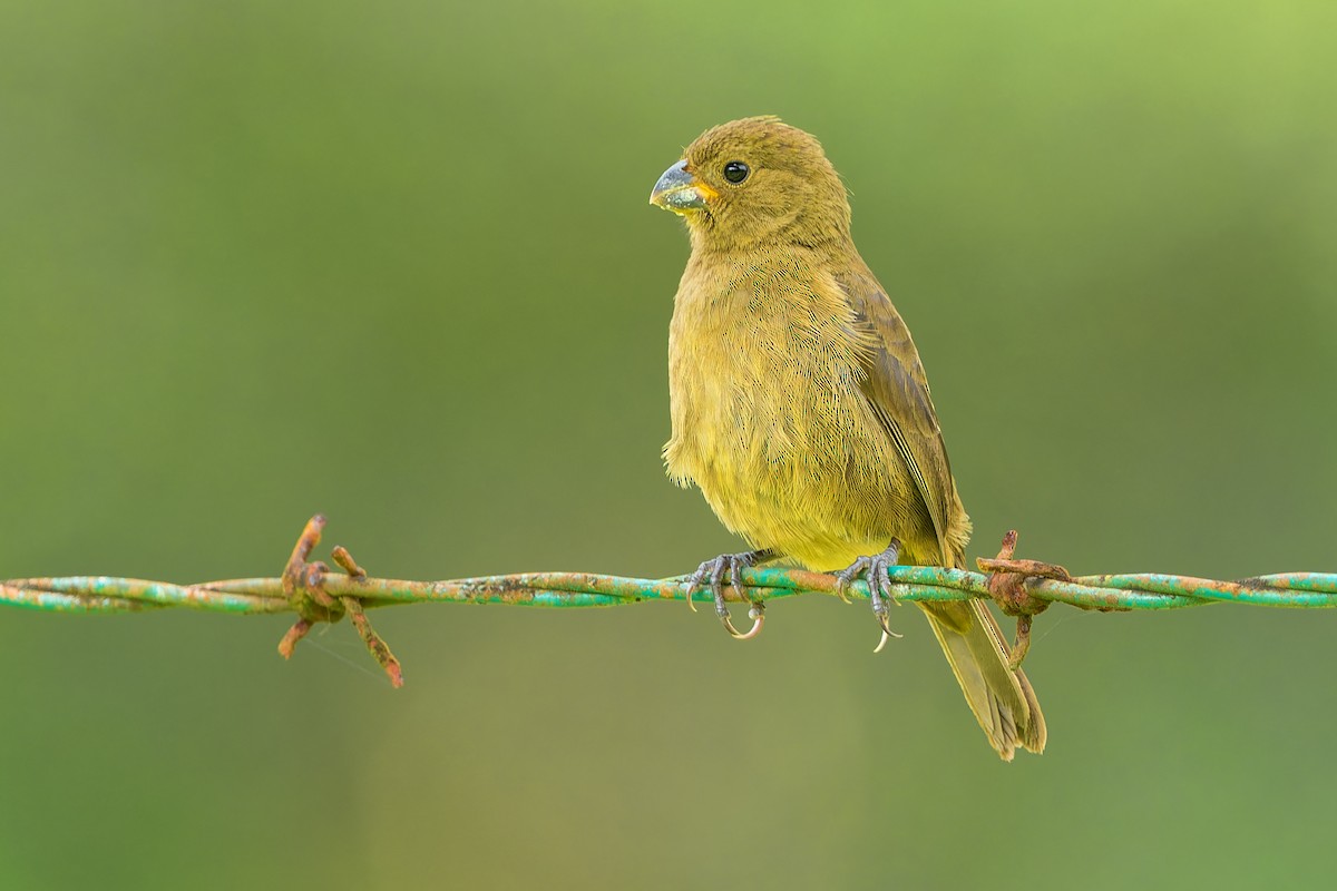 Variable Seedeater - Don Danko