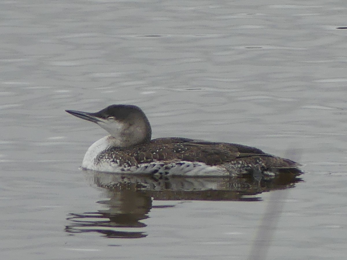 Red-throated Loon - ML615099095