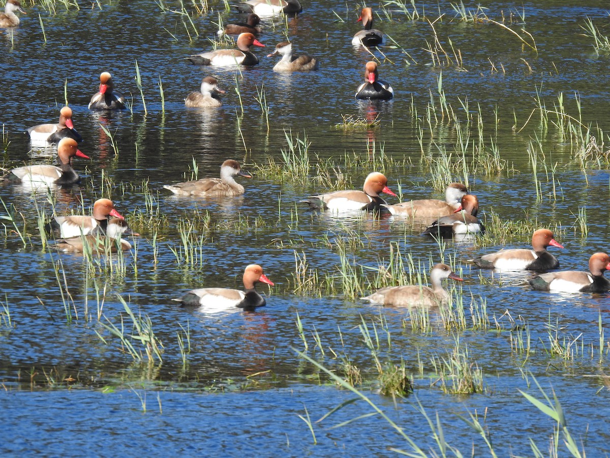 Red-crested Pochard - ML615099114