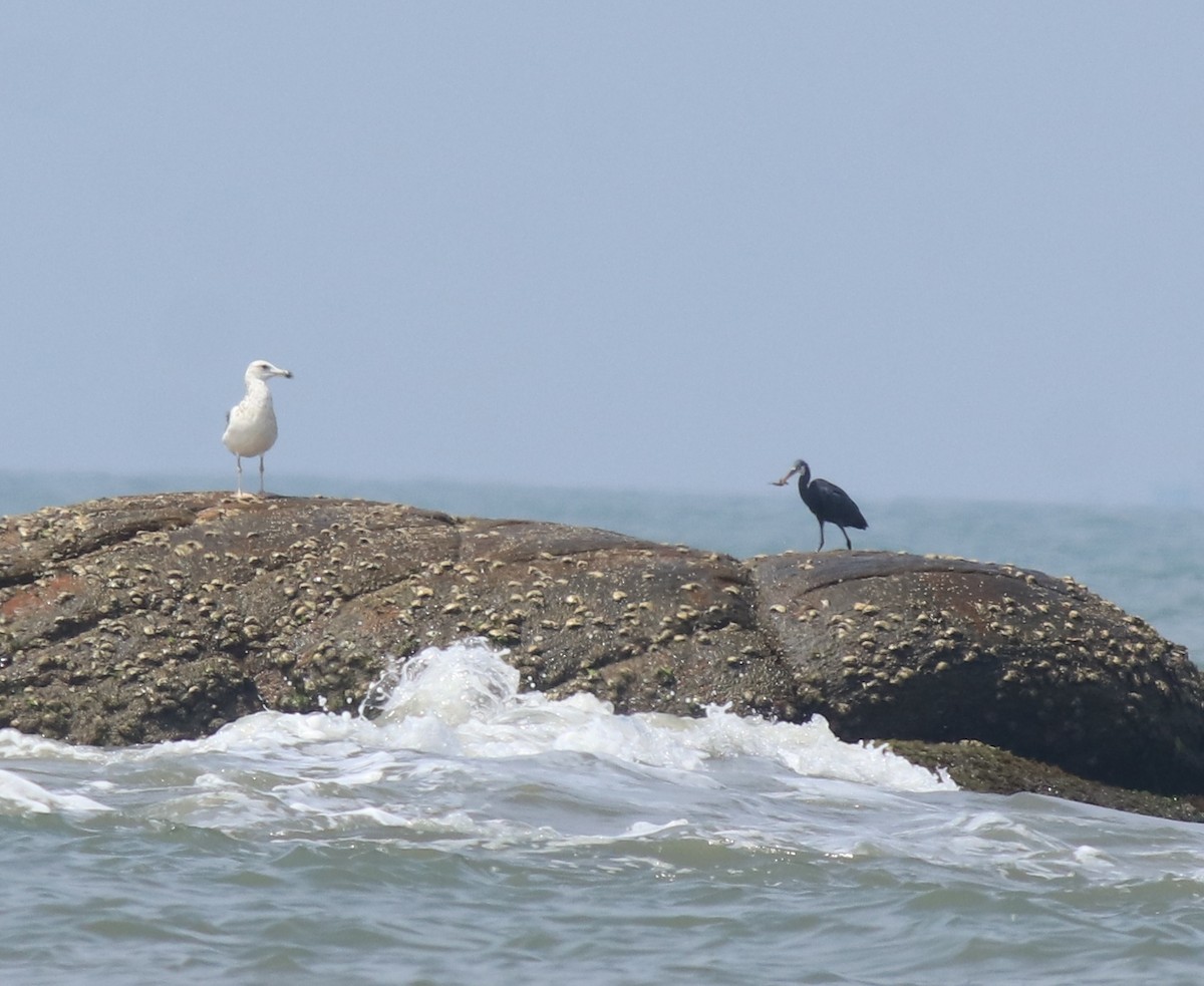 Lesser Black-backed Gull - ML615099127