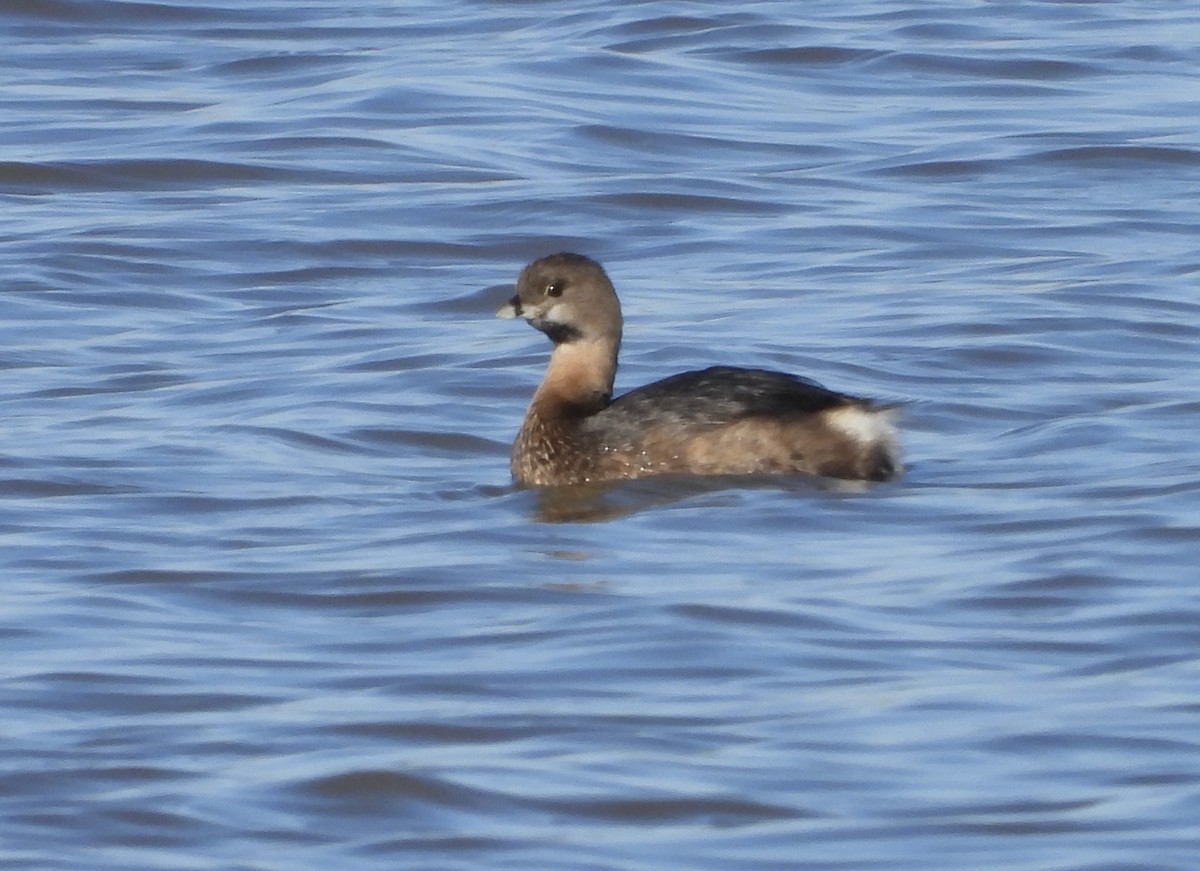 Pied-billed Grebe - ML615099145