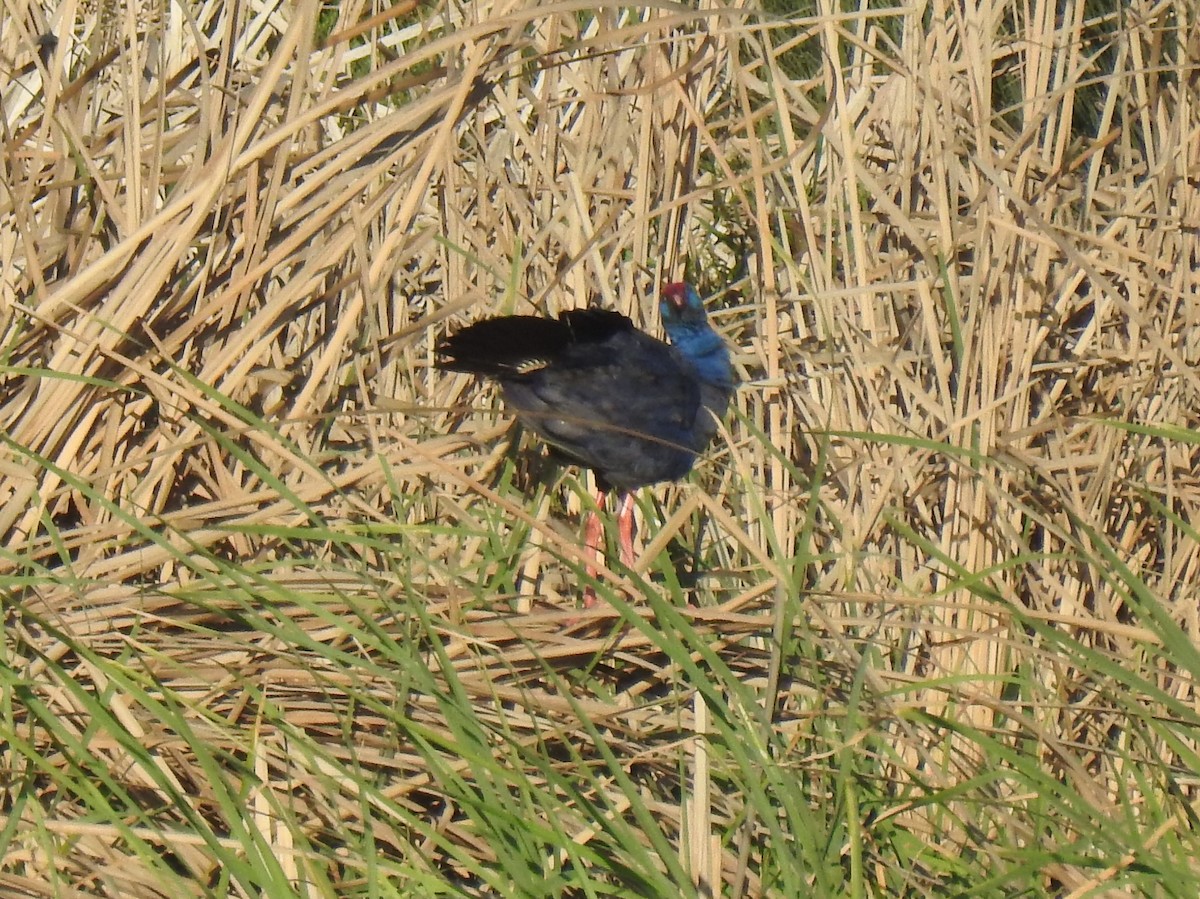 Western Swamphen - ML615099152