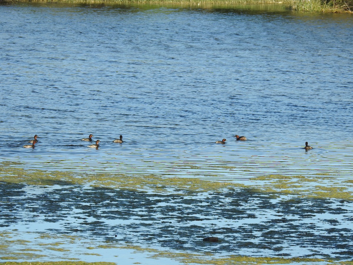 Little Grebe - ML615099166