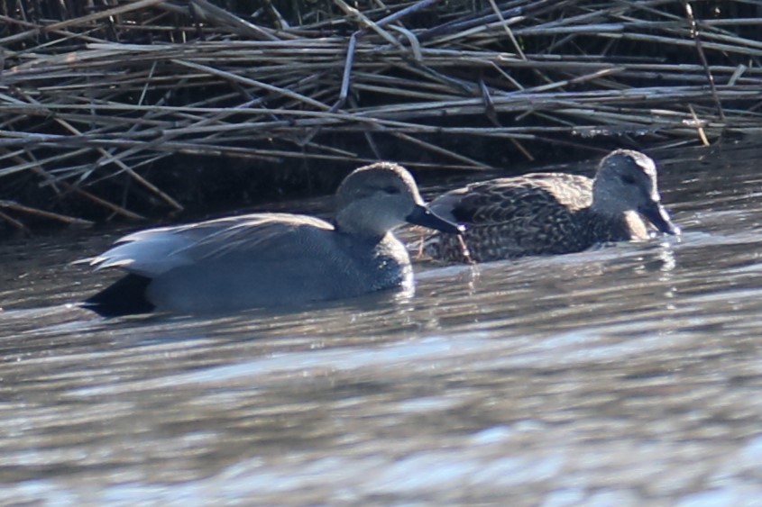 Gadwall - michael vedder