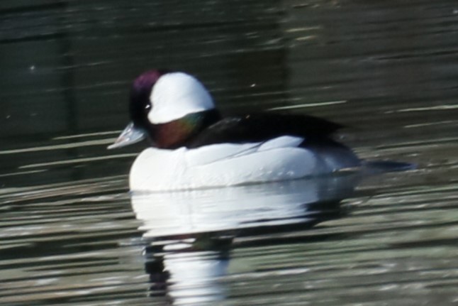 Bufflehead - ML615099181