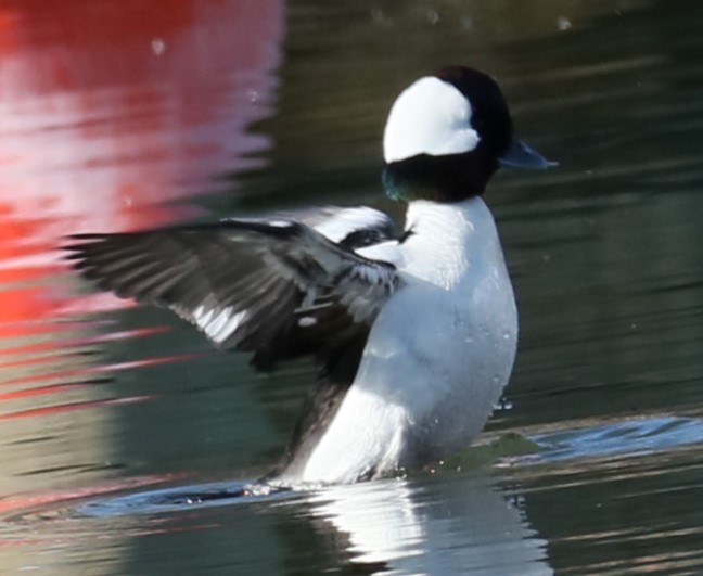 Bufflehead - michael vedder