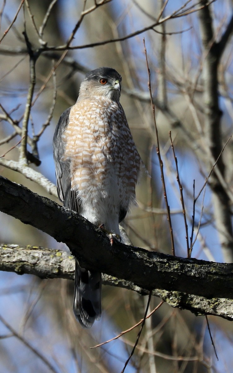 Cooper's Hawk - ML615099196