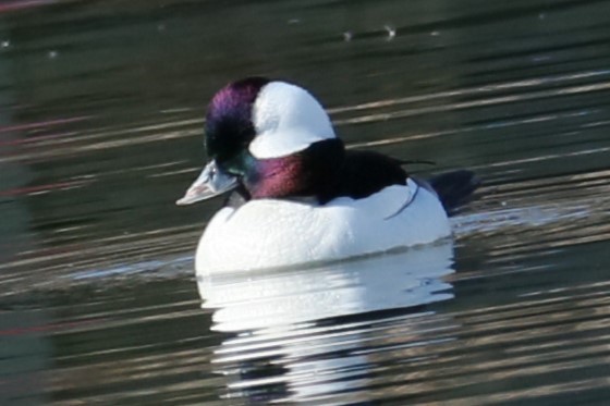 Bufflehead - ML615099198