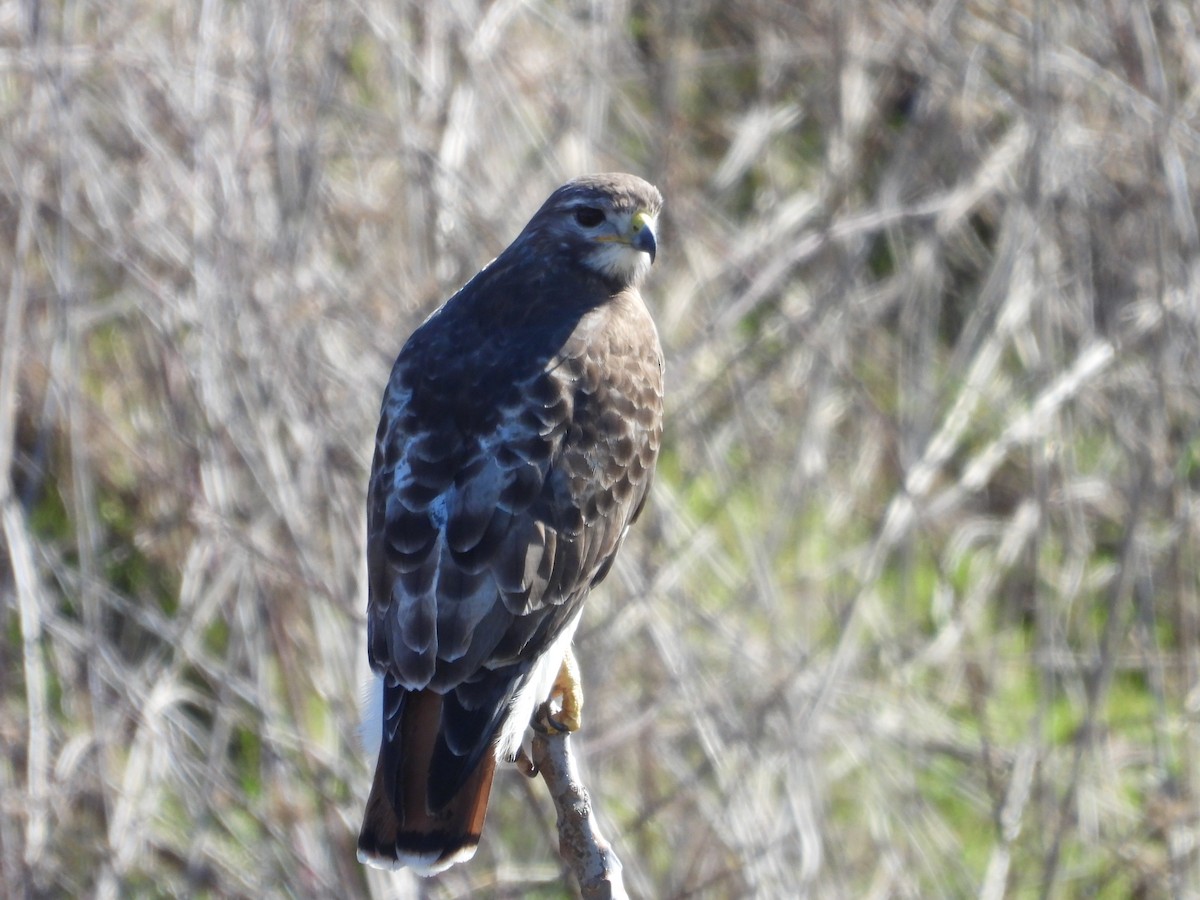 Red-tailed Hawk - ML615099212