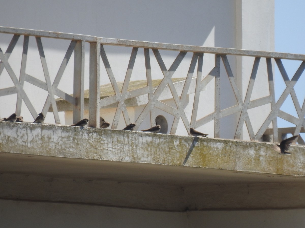 Plain Martin - ML615099215