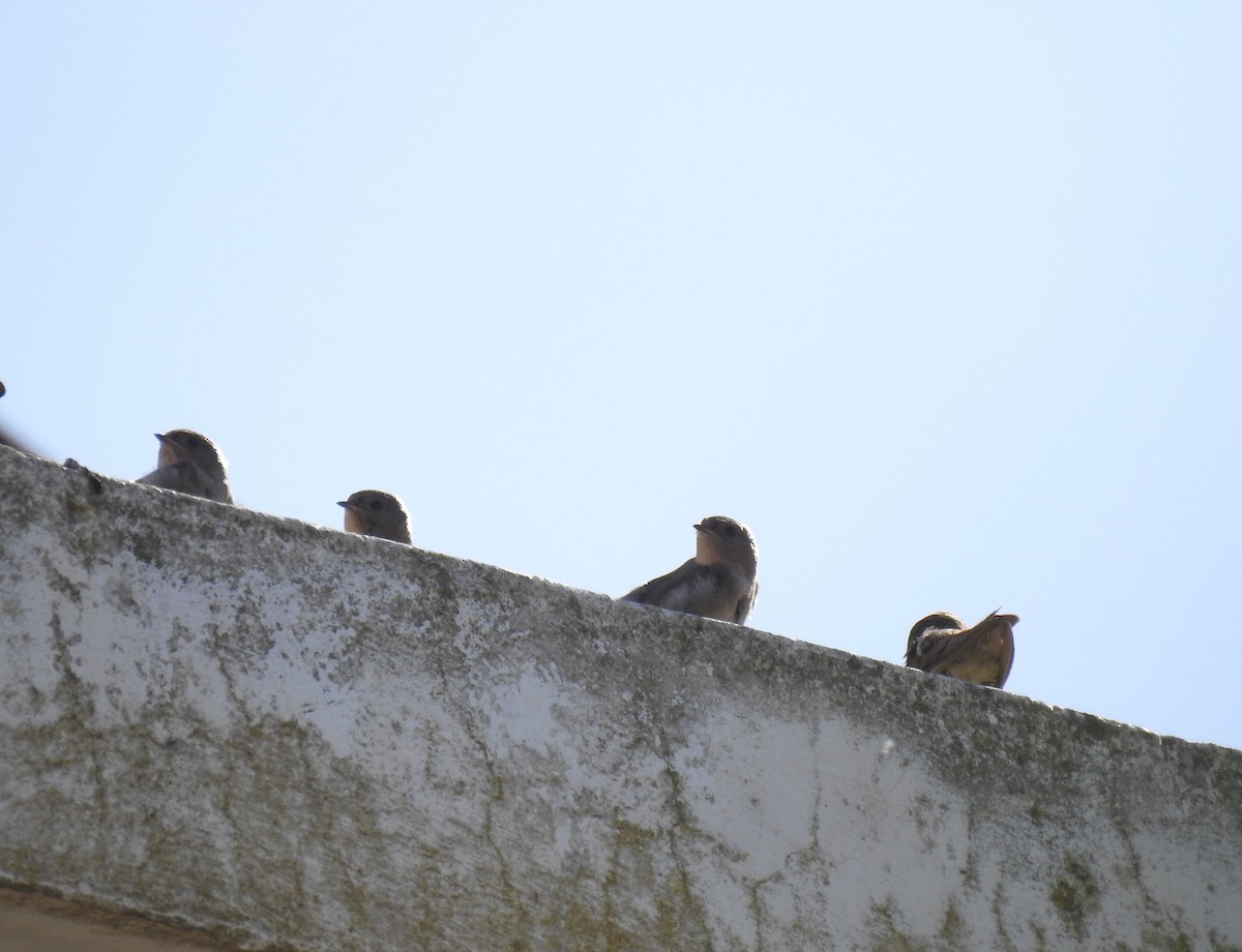 Plain Martin - ML615099245