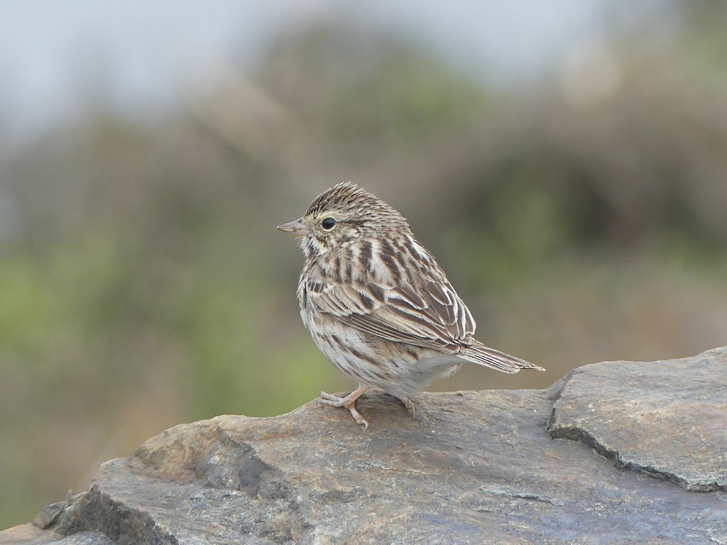 Savannah Sparrow - ML615099249