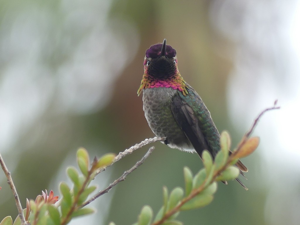 Anna's Hummingbird - ML615099256