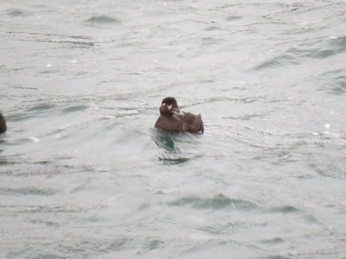 Surf Scoter - ML615099257