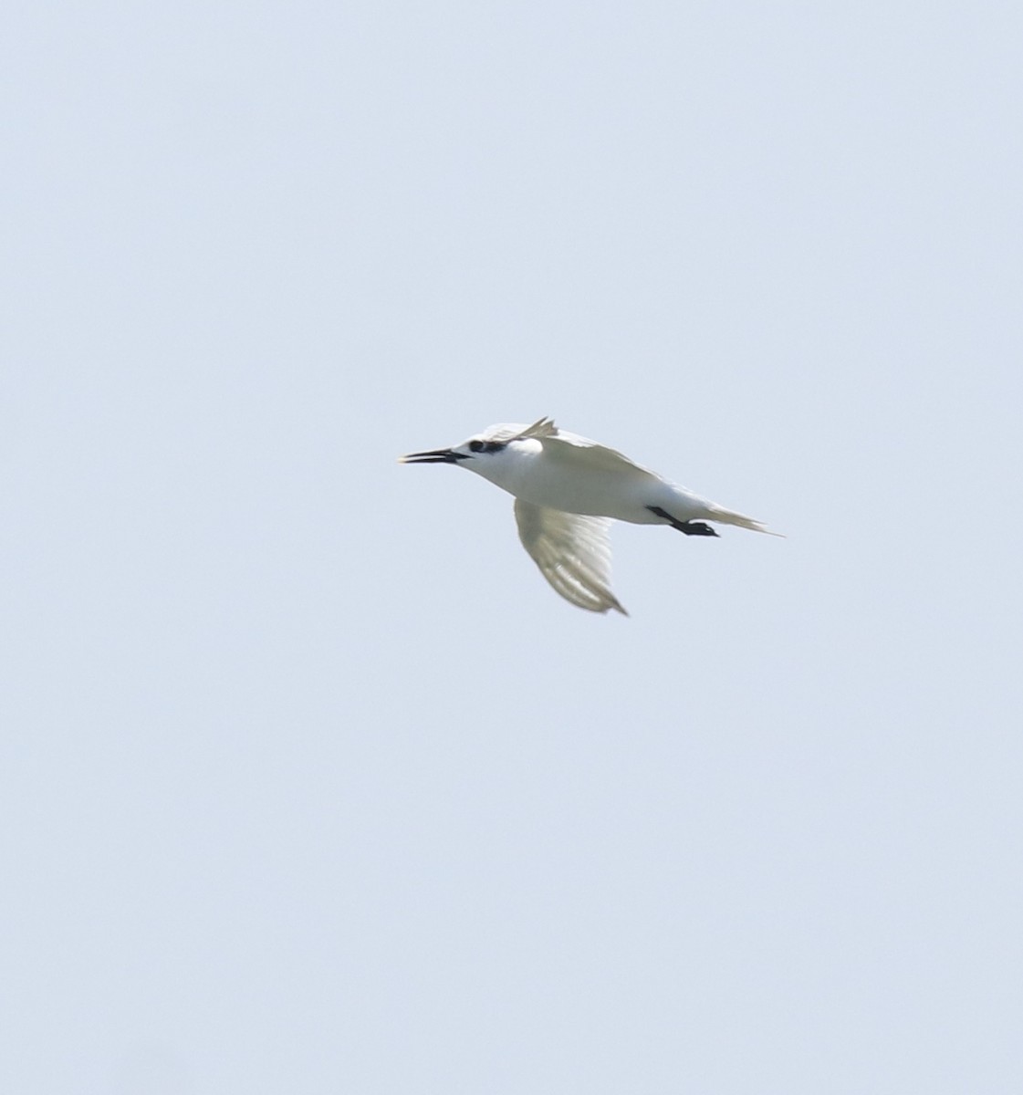 Sandwich Tern - Afsar Nayakkan