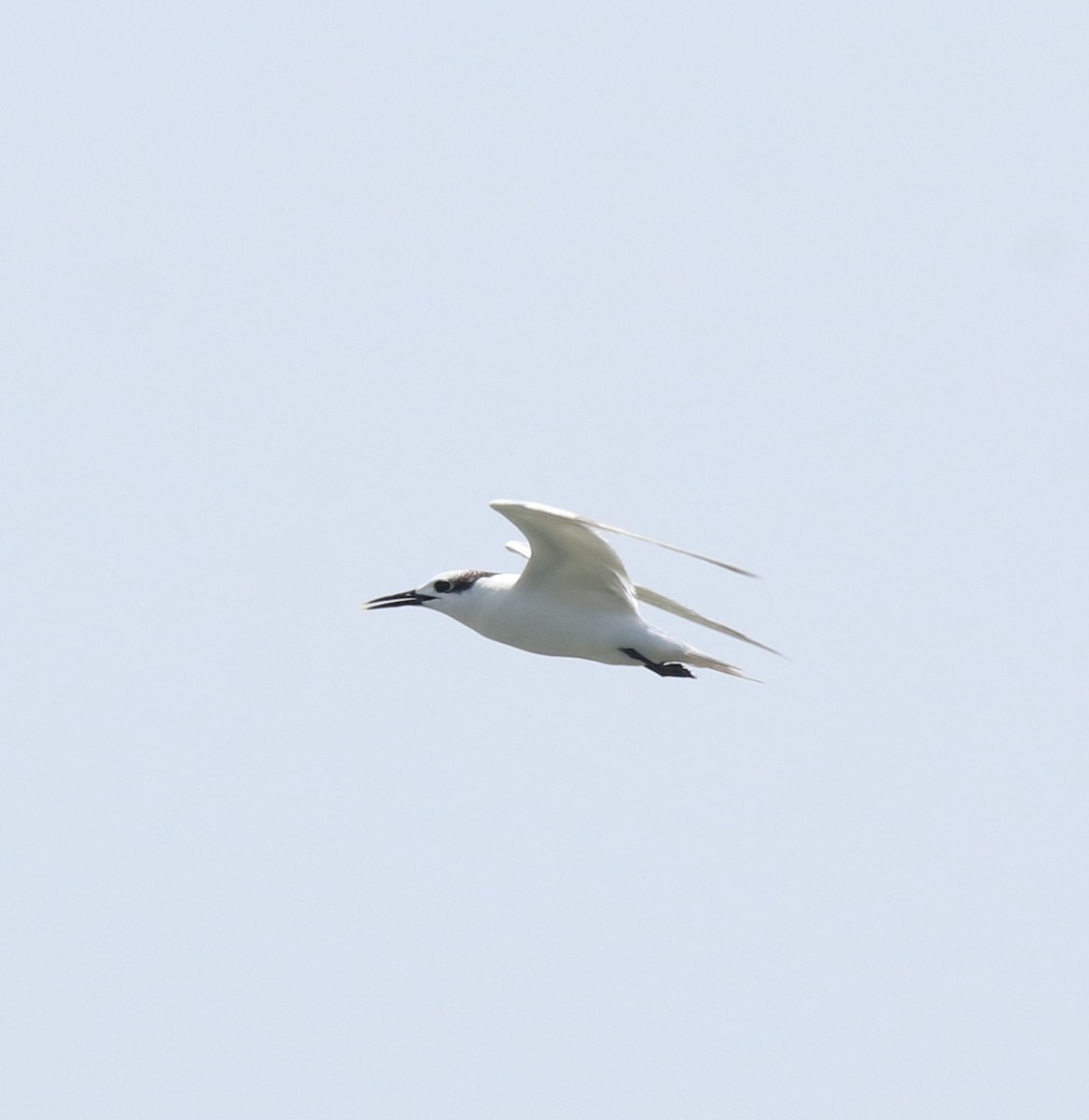 Sandwich Tern - ML615099262