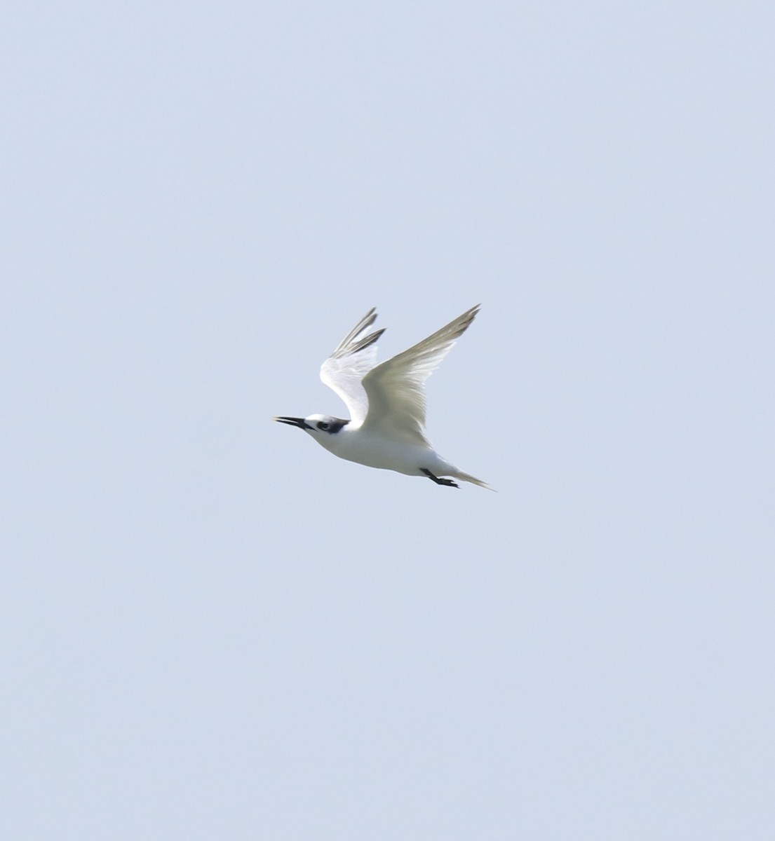 Sandwich Tern - ML615099267