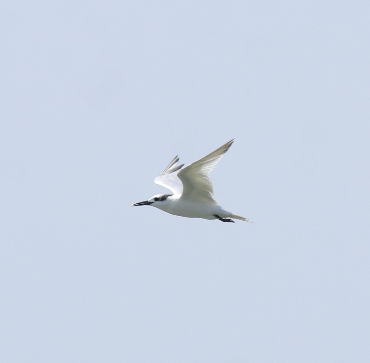 Sandwich Tern - ML615099268