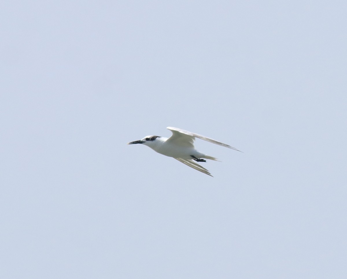 Sandwich Tern - ML615099270