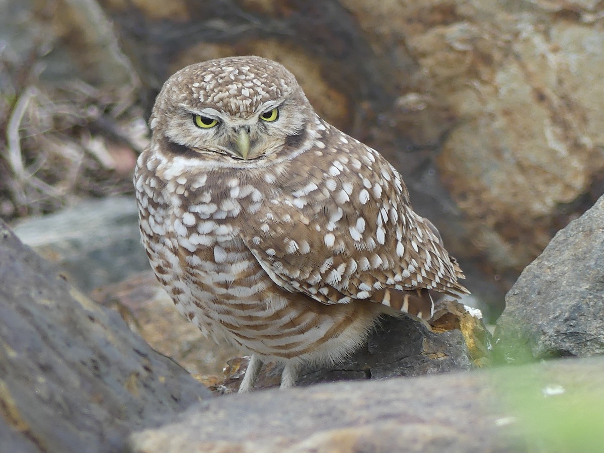 Burrowing Owl - ML615099291