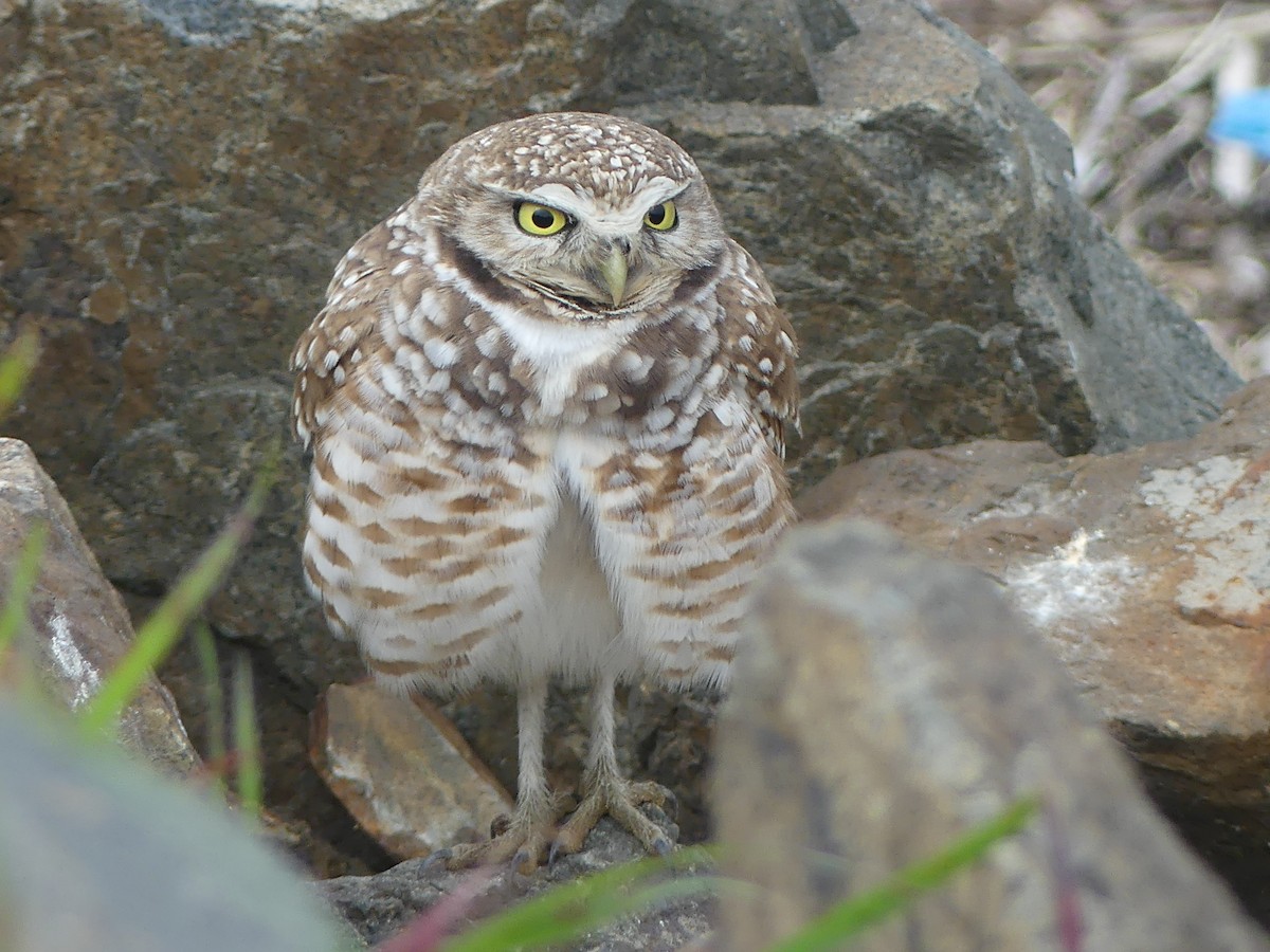 Burrowing Owl - ML615099310