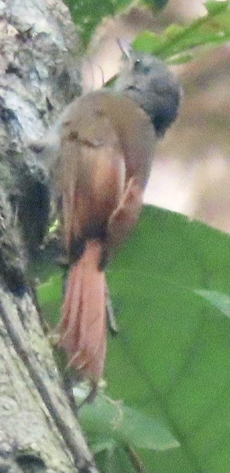 Olivaceous Woodcreeper - ML615099387