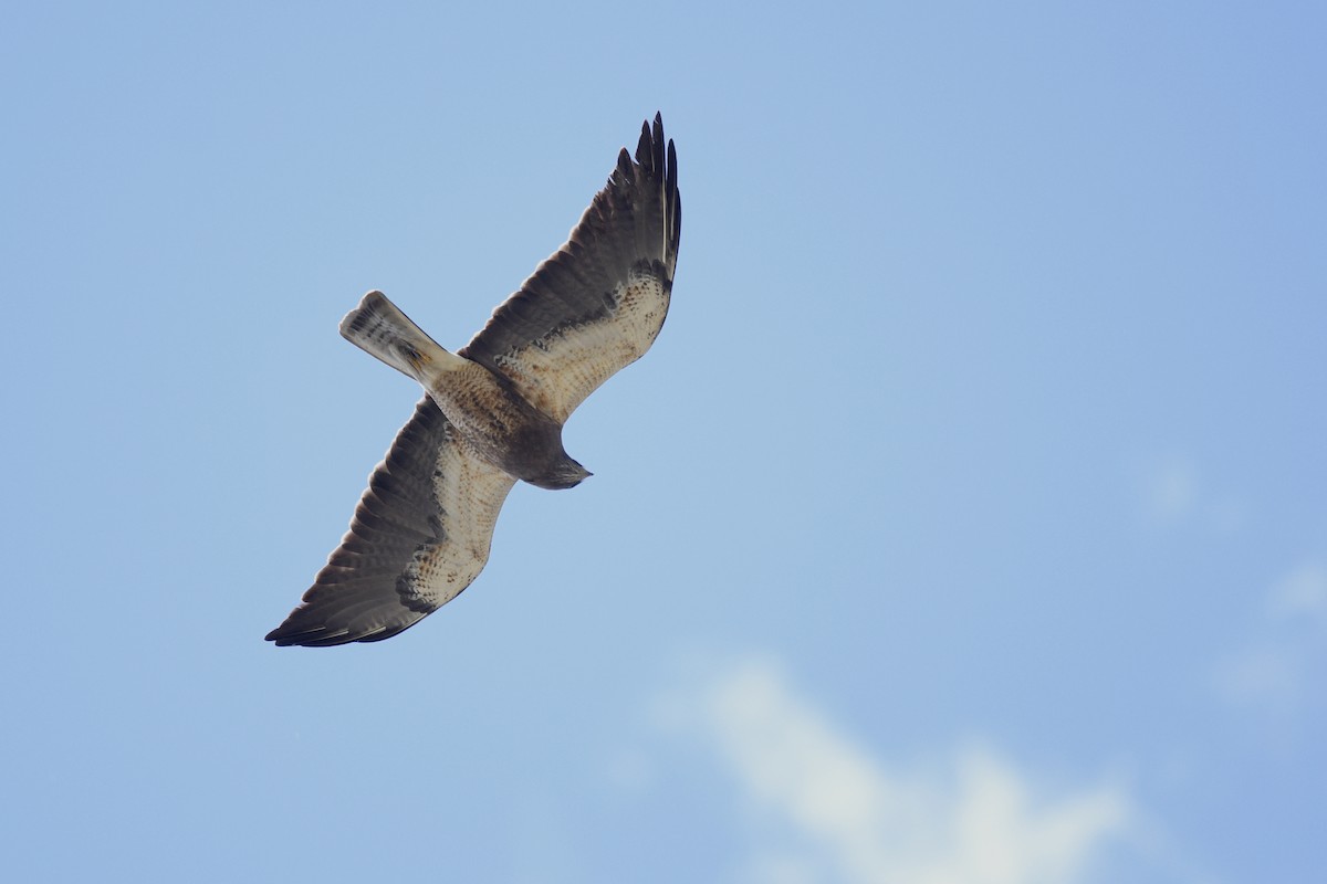 Swainson's Hawk - ML615099407