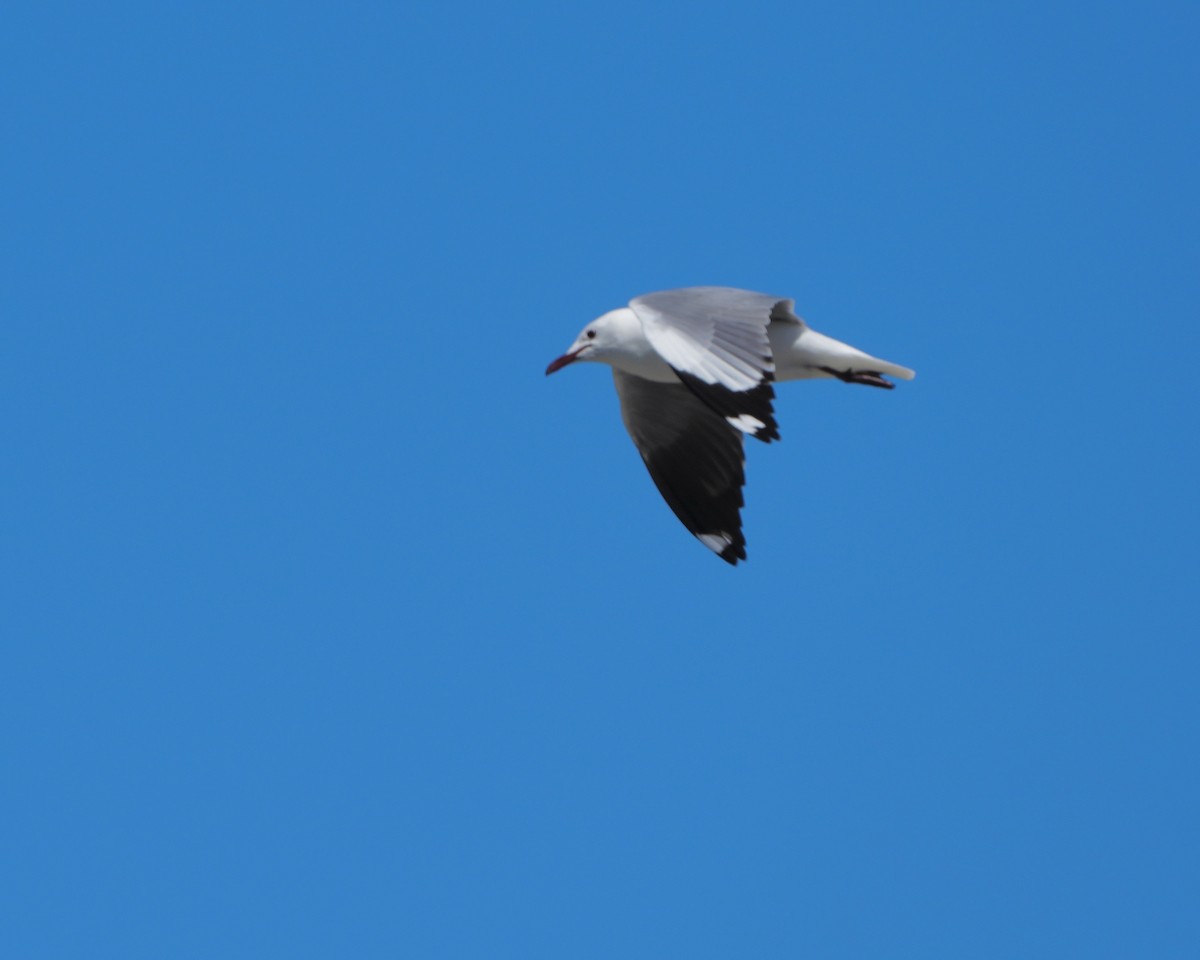 Hartlaub's Gull - ML615099452