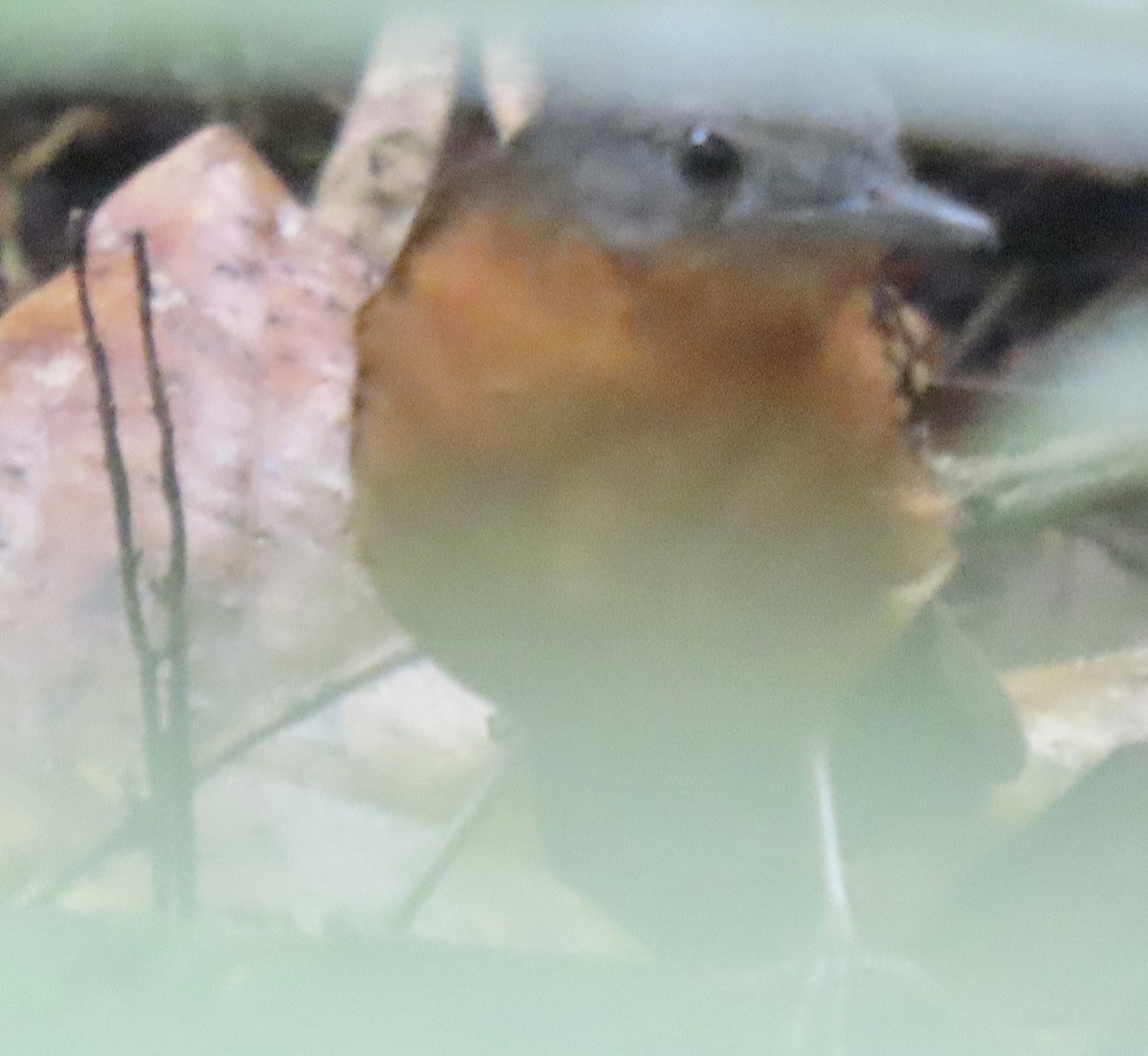 Spot-winged Antbird - ML615099455