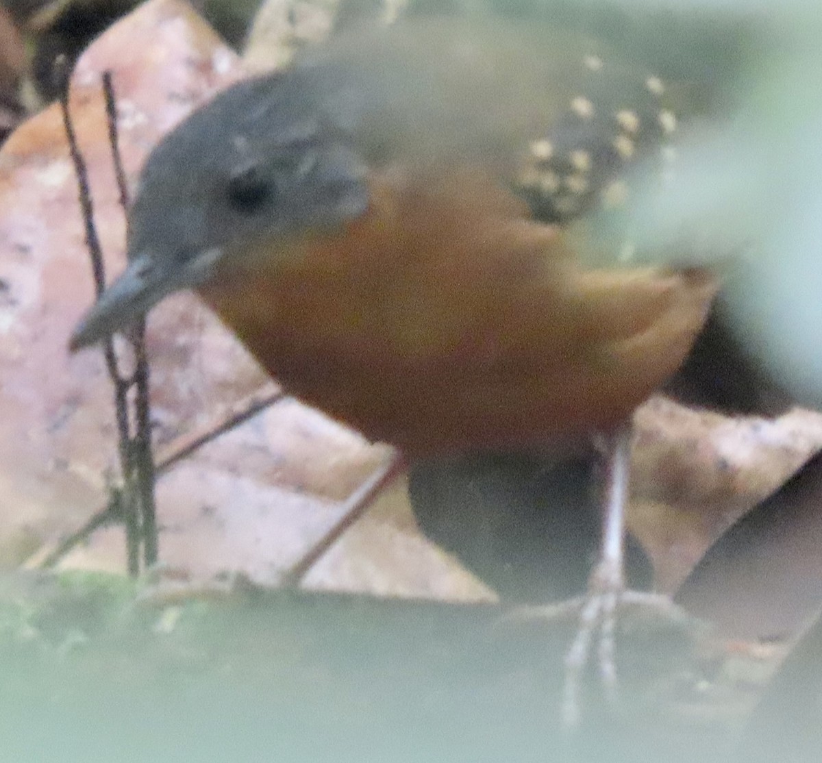 Spot-winged Antbird - David Trissel