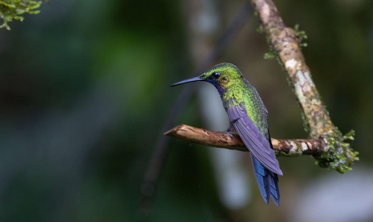 kolibřík zelenoprsý (ssp. schreibersii) - ML615099459